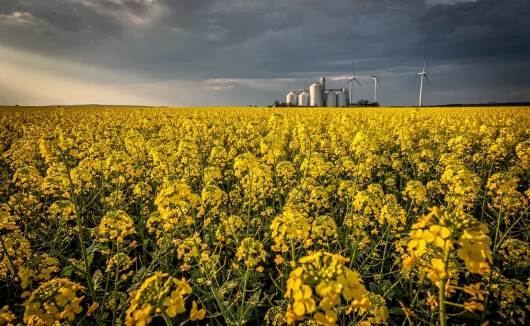 Un champ de colza aux fleurs jaunes s’étend sous un ciel nuageux, avec des silos et des éoliennes visibles à l’horizon.